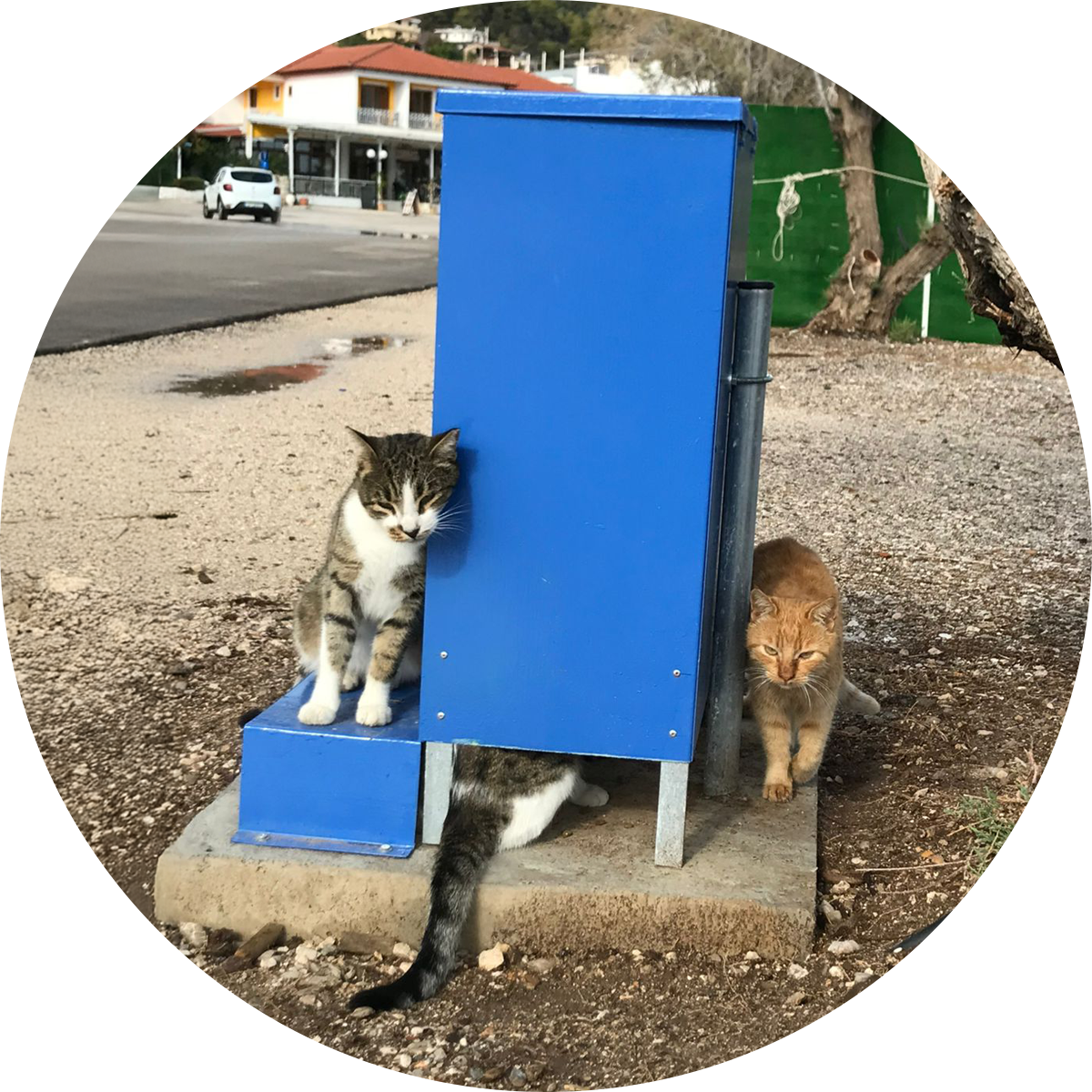 Our Actions - Feeders and watertubes
