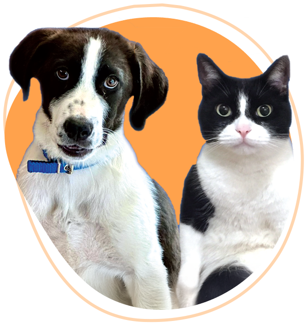 Artamiti Home - We care for strays in Epidavros