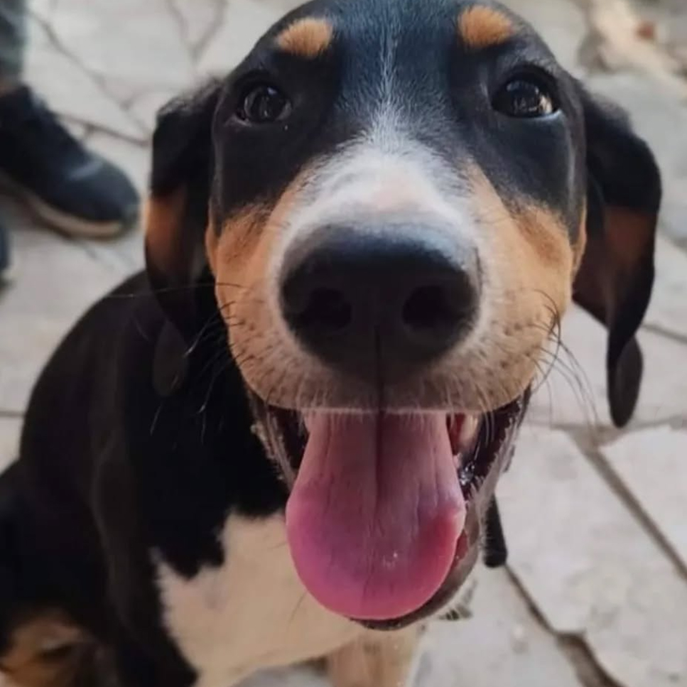 Buddy Adopted