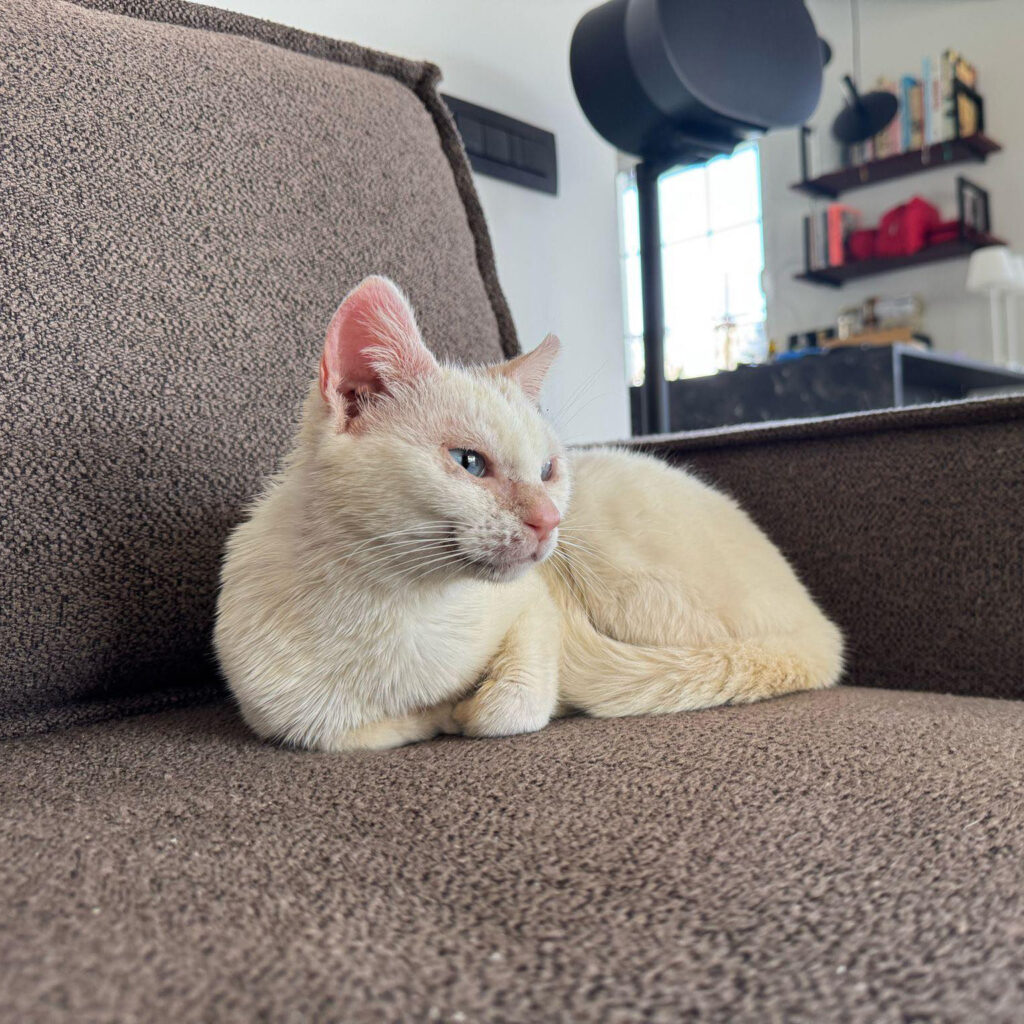 Chioni - Snow White Adopted