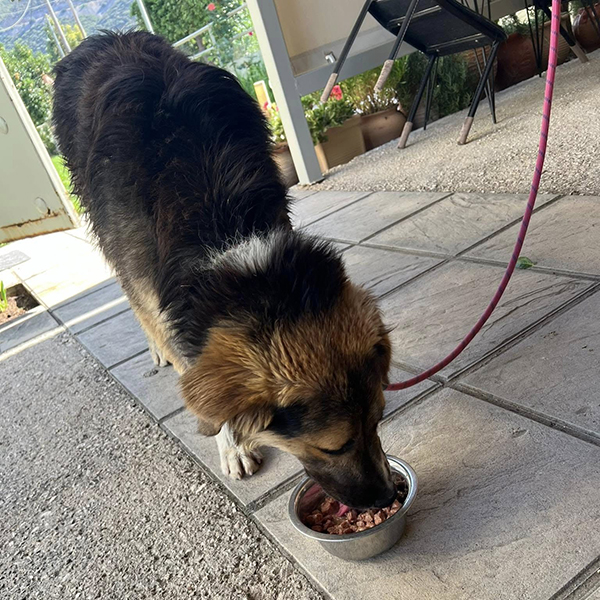 Cooper Adopted