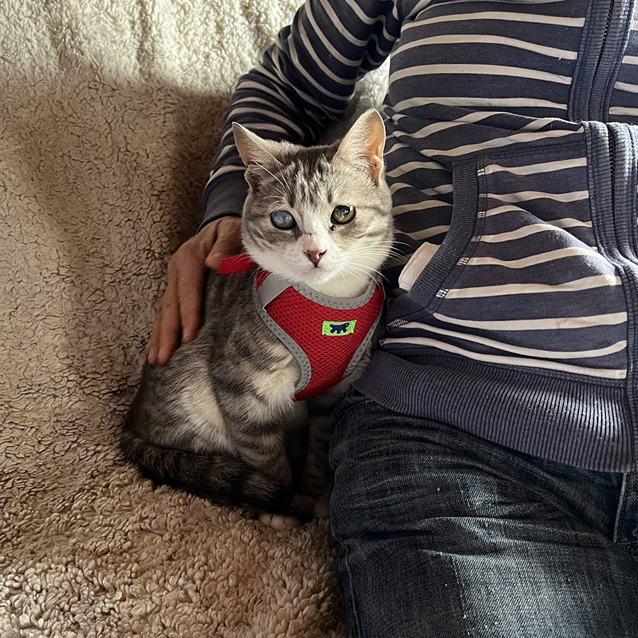 Love - Agapi Adopted