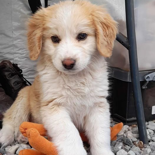 Meli - Honey Adopted