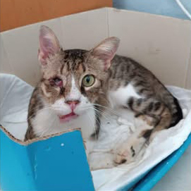 Port Adopted