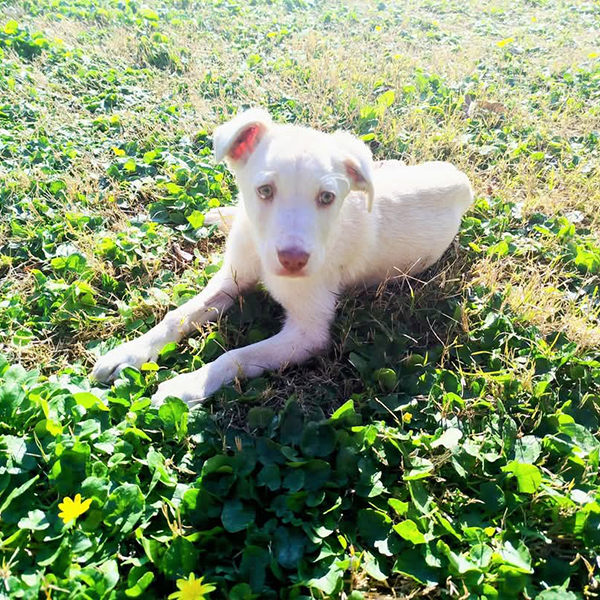 Lovie Adopted