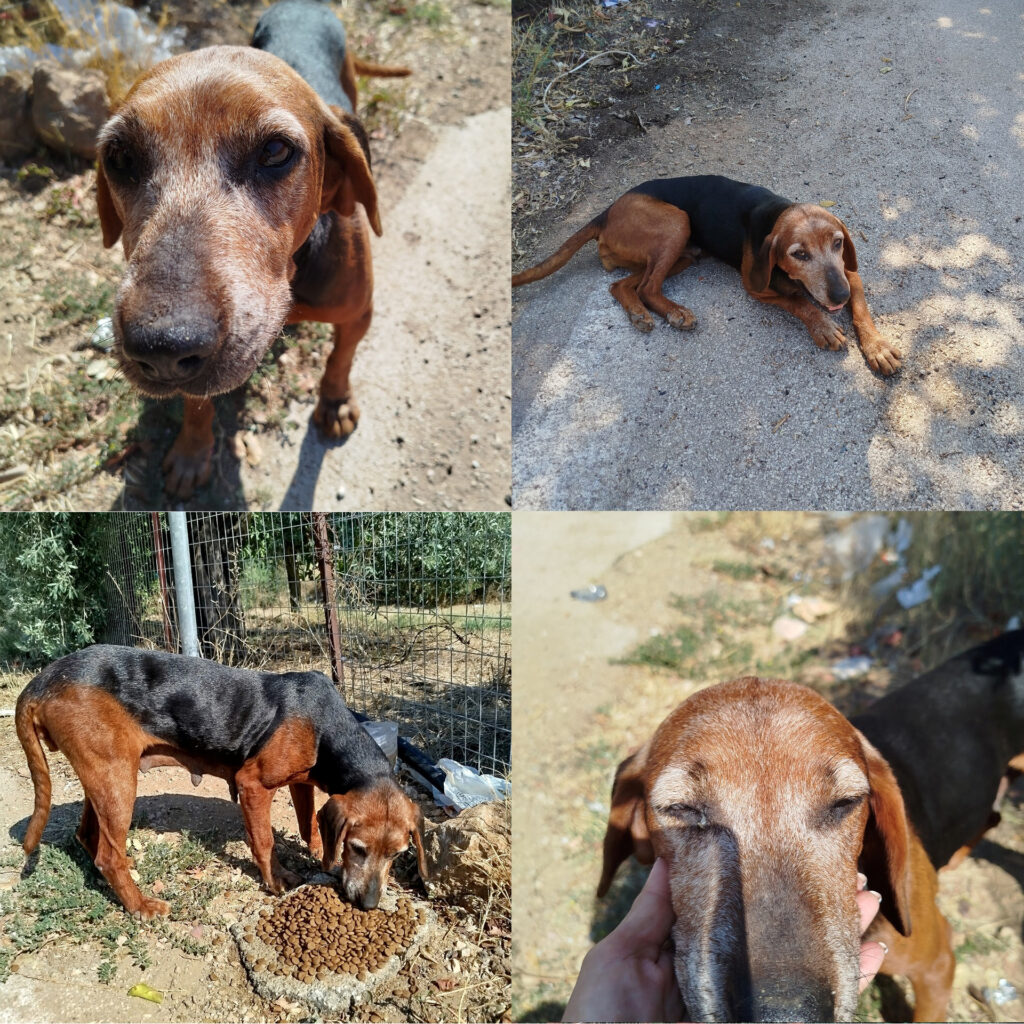 Boubou available for adoption