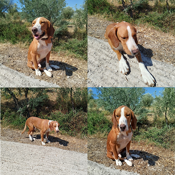 Piki available for adoption